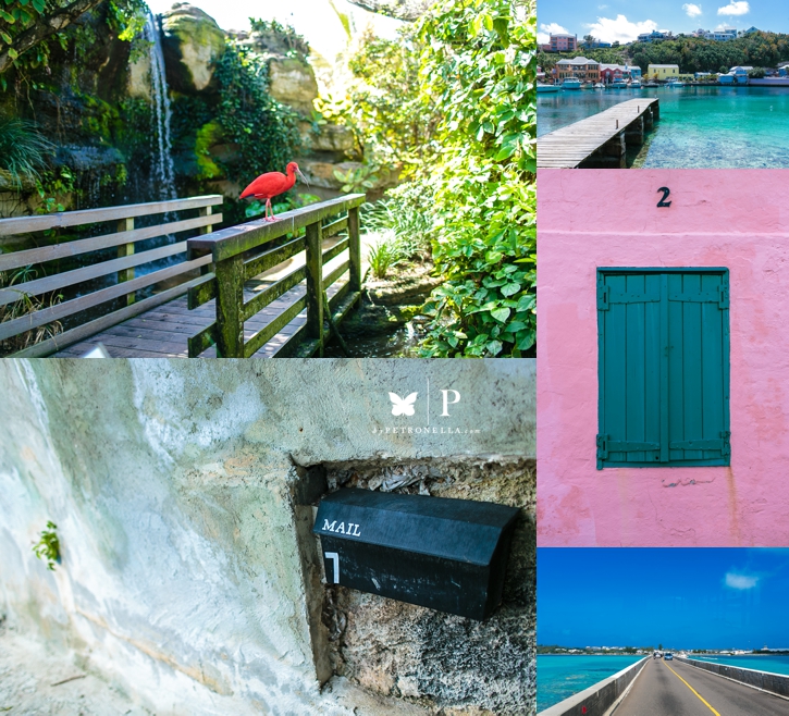 Bermuda Vacation Petronella Photography (6)